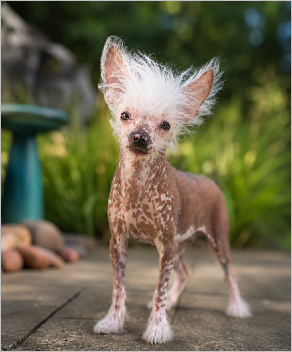 Chinese Crested Hairless Male